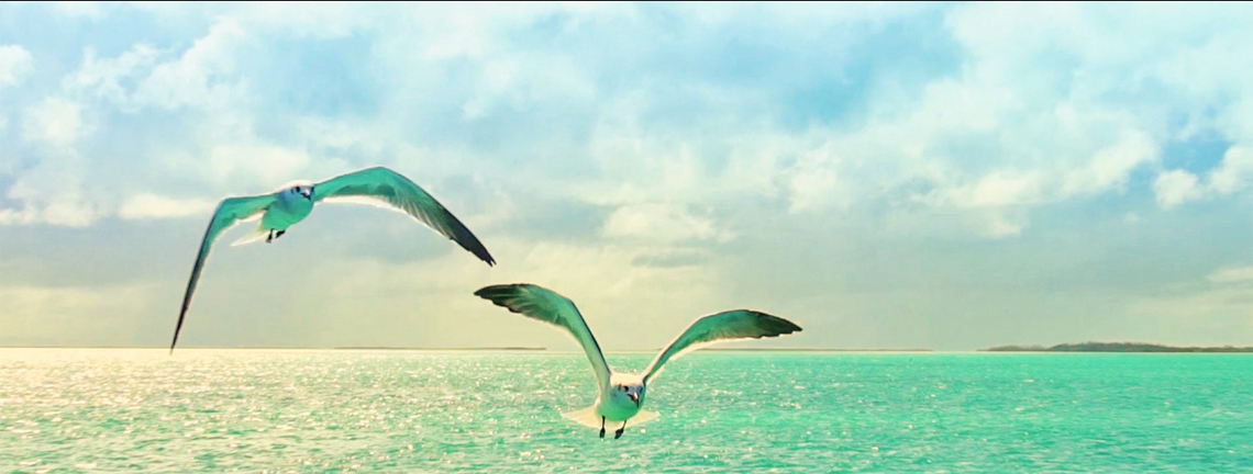 Oiseaux survolant les eaux de Cayo Coco